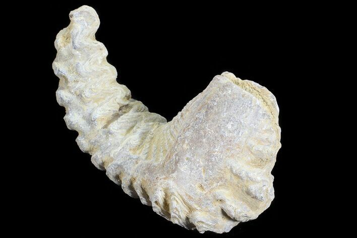Cretaceous Fossil Oyster (Rastellum) - Madagascar #69644